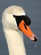 Mute Swan