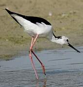 Black-winged Stilt