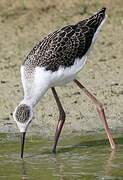 Black-winged Stilt