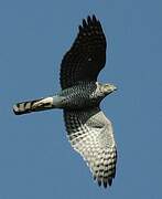 Eurasian Sparrowhawk