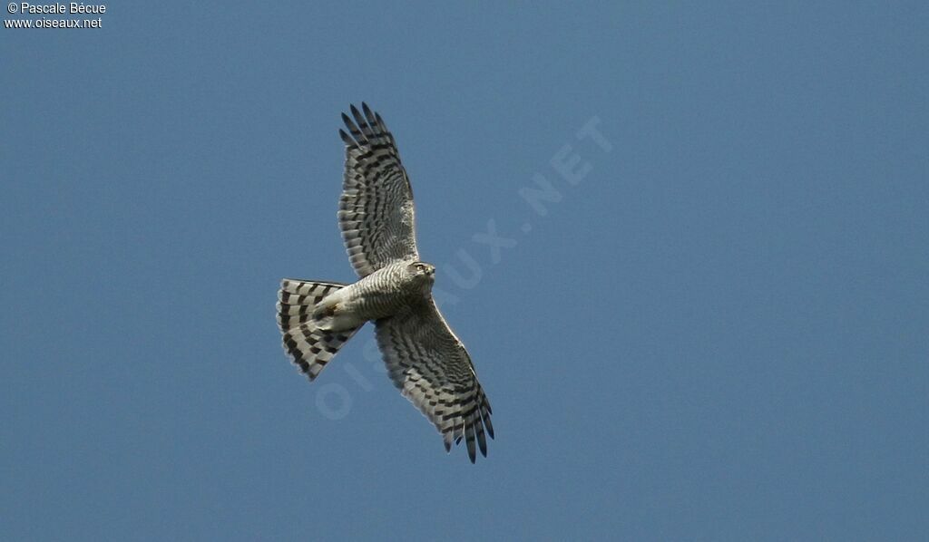 Eurasian Sparrowhawk female adult, Flight