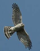 Eurasian Sparrowhawk