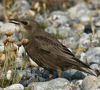 Common Starling