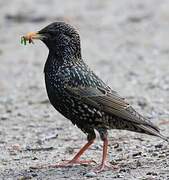 Common Starling