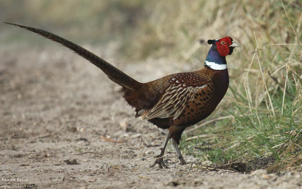 Common Pheasant male adult