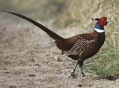 Common Pheasant