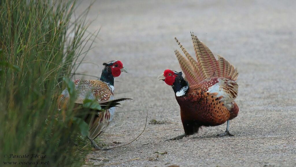 Common Pheasant male adult, Behaviour