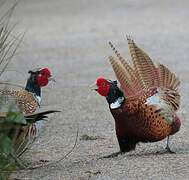 Common Pheasant