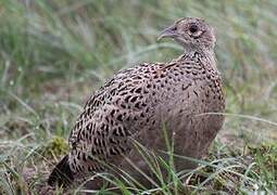 Common Pheasant