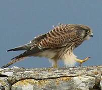 Common Kestrel