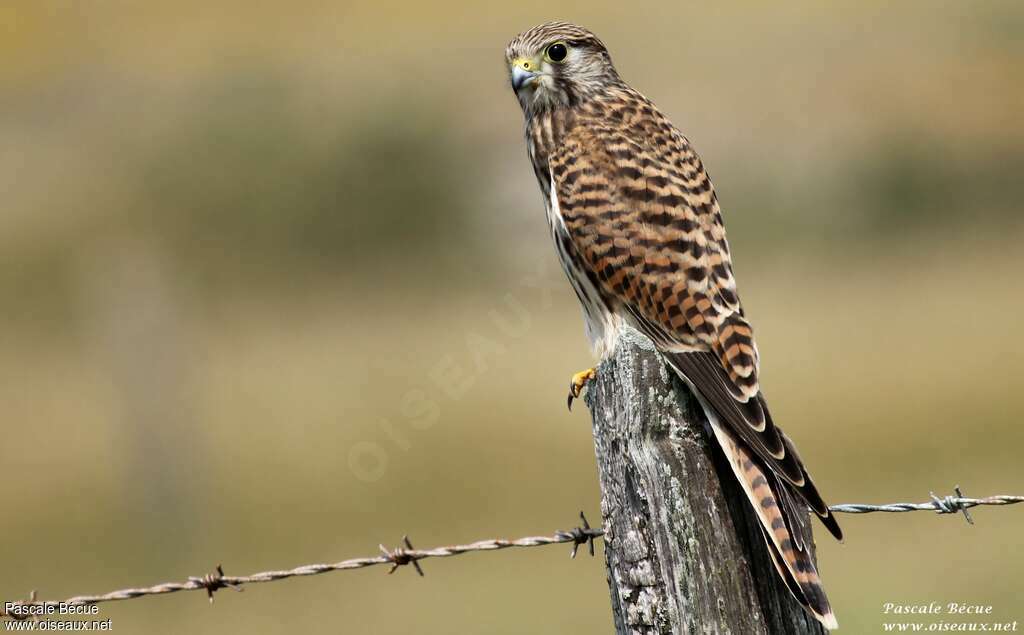 Common Kestrel female adult, identification