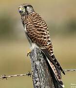 Common Kestrel