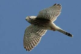 Common Kestrel