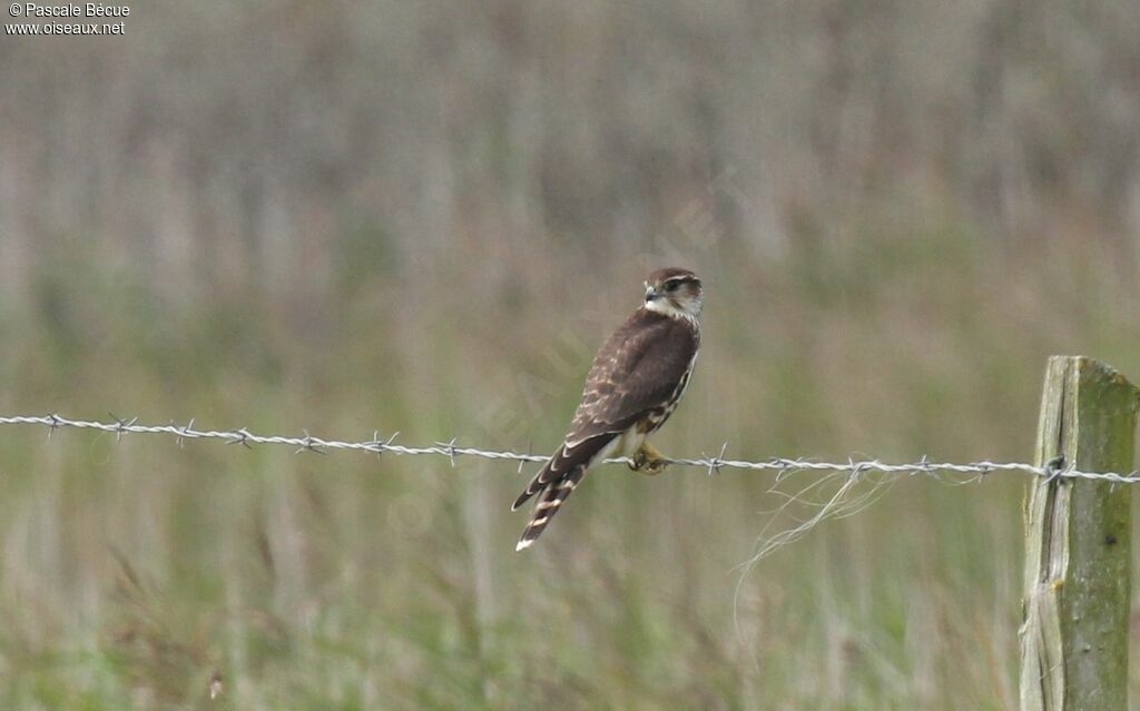 Merlin