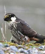 Eurasian Hobby