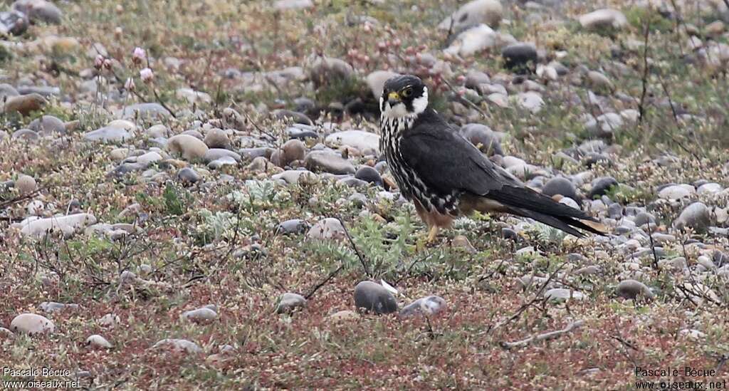 Eurasian Hobbyadult, identification