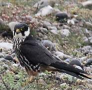 Eurasian Hobby