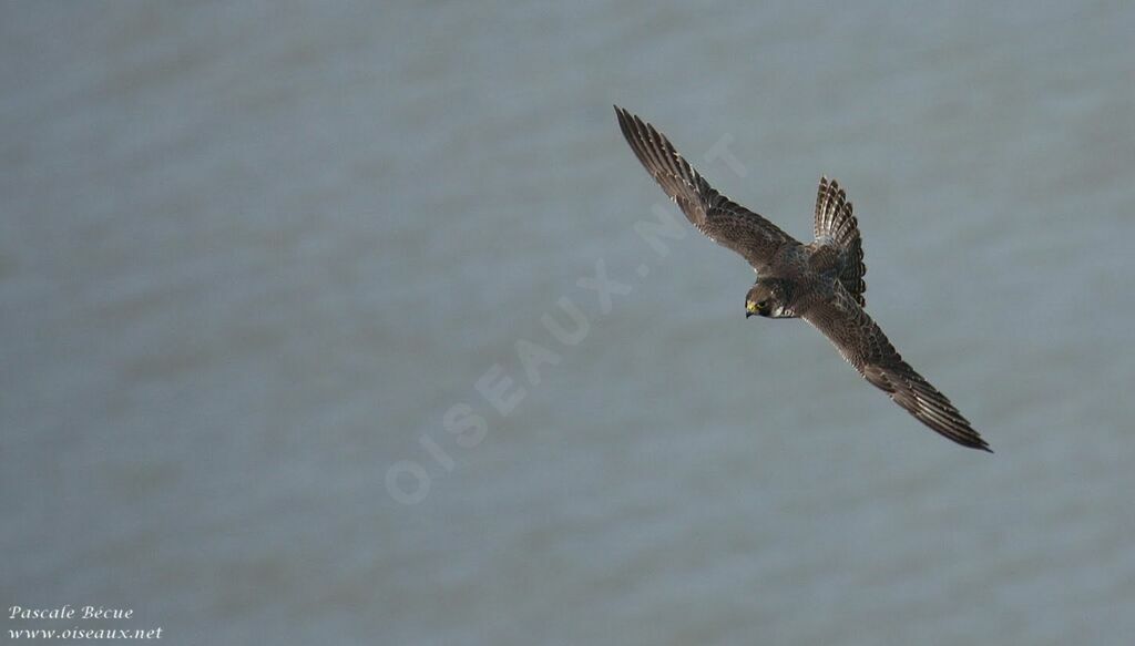 Peregrine Falconadult, Flight