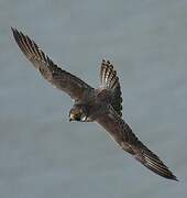 Peregrine Falcon