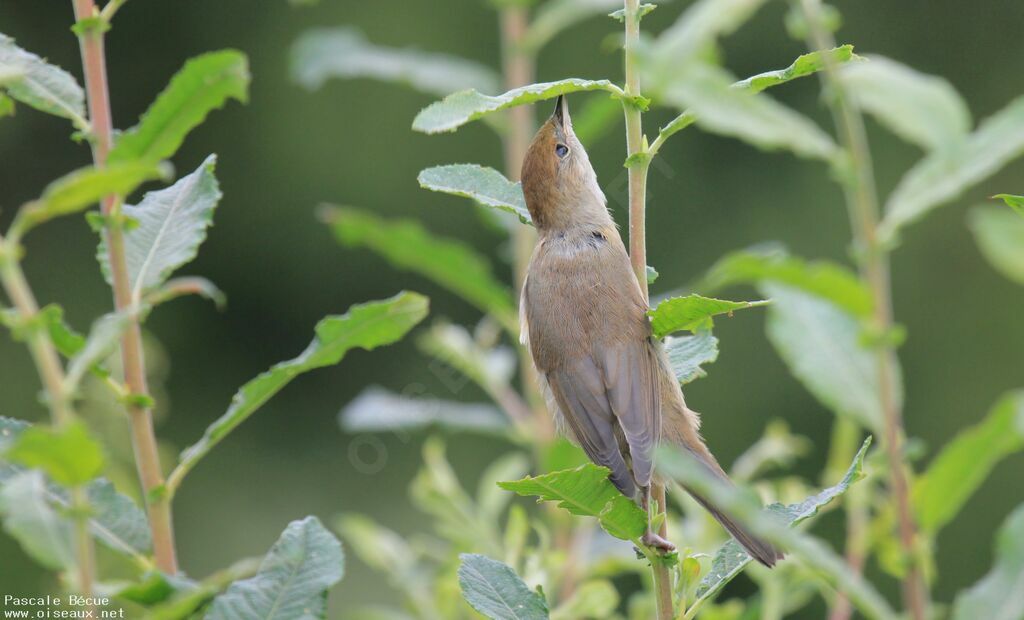 Eurasian Blackcap female adult, Behaviour