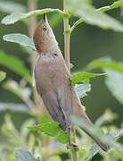 Eurasian Blackcap