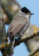 Eurasian Blackcap