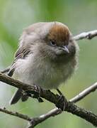 Eurasian Blackcap