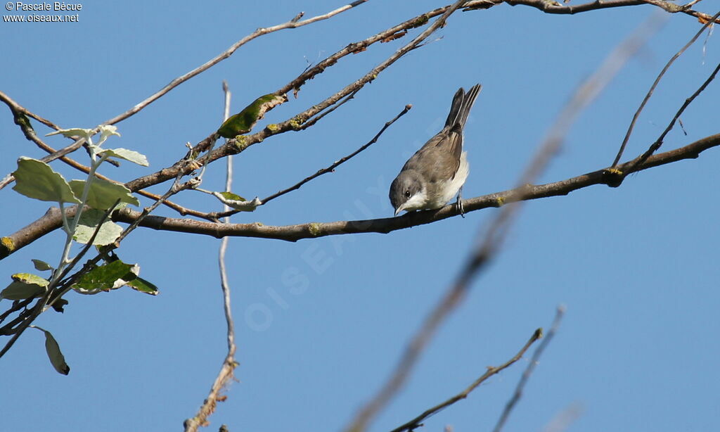 Lesser Whitethroat male adult