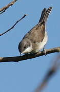 Lesser Whitethroat