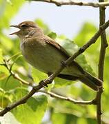 Garden Warbler