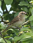 Garden Warbler