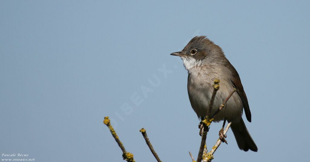 Common Whitethroat male adult