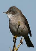 Common Whitethroat