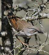 Common Whitethroat