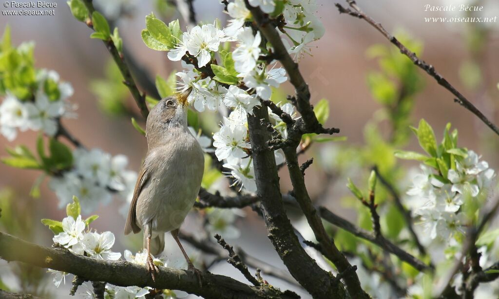 Common Whitethroatadult