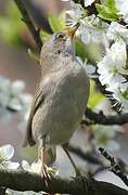 Common Whitethroat