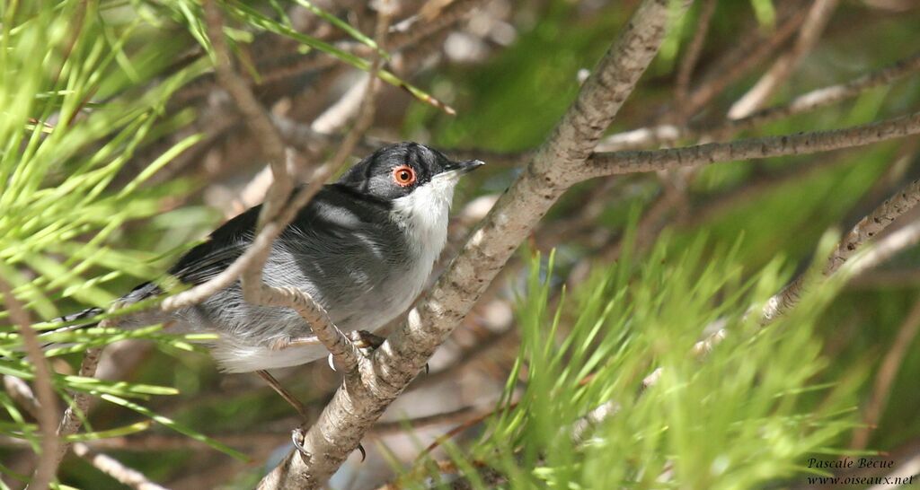 Sardinian Warbleradult