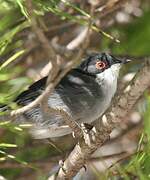 Sardinian Warbler