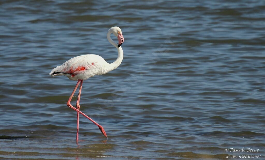 Greater Flamingoadult