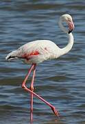 Flamant rose