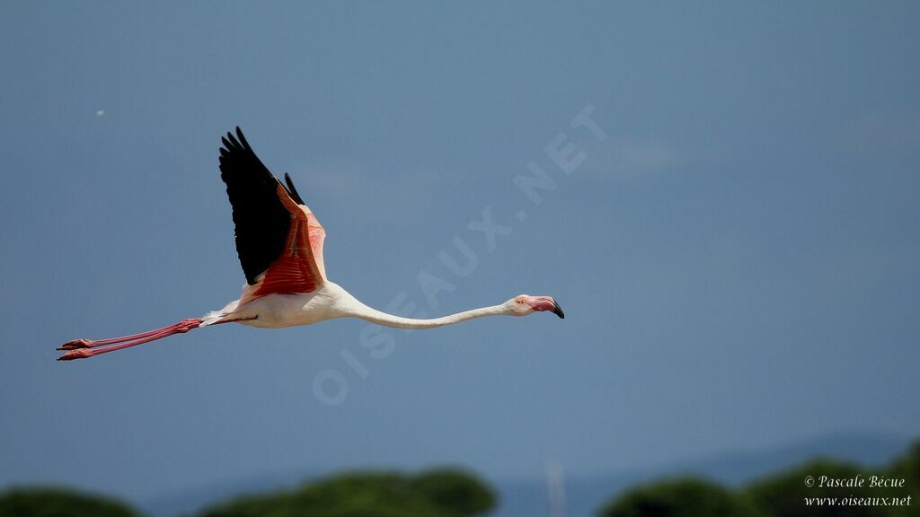 Greater Flamingoadult