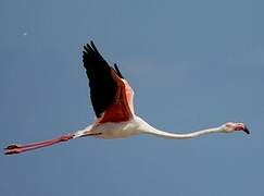 Greater Flamingo