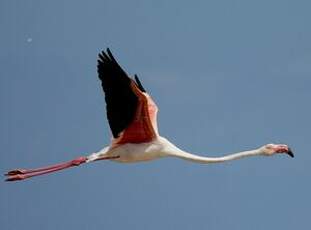 Flamant rose