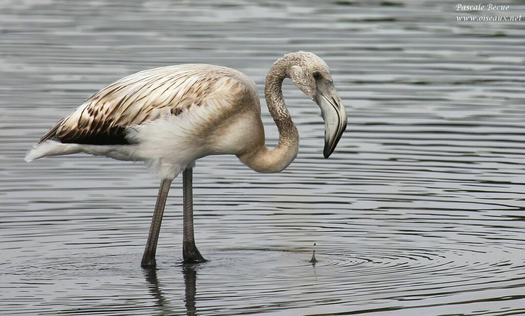 Flamant roseimmature