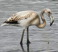 Greater Flamingo