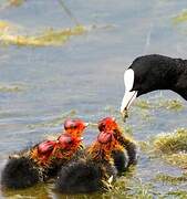 Eurasian Coot