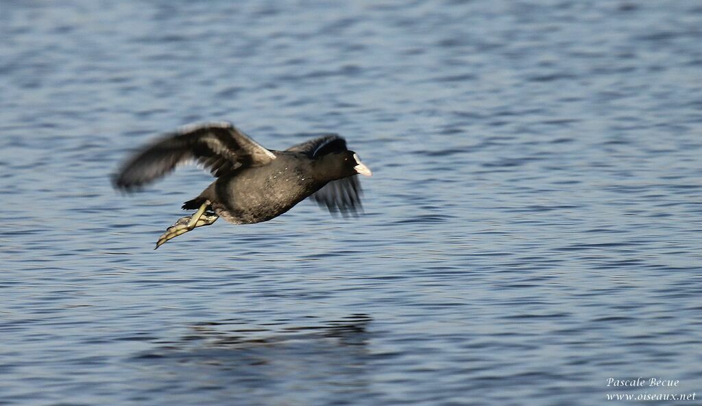 Eurasian Cootadult, Flight