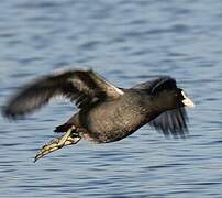 Eurasian Coot