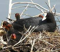 Eurasian Coot