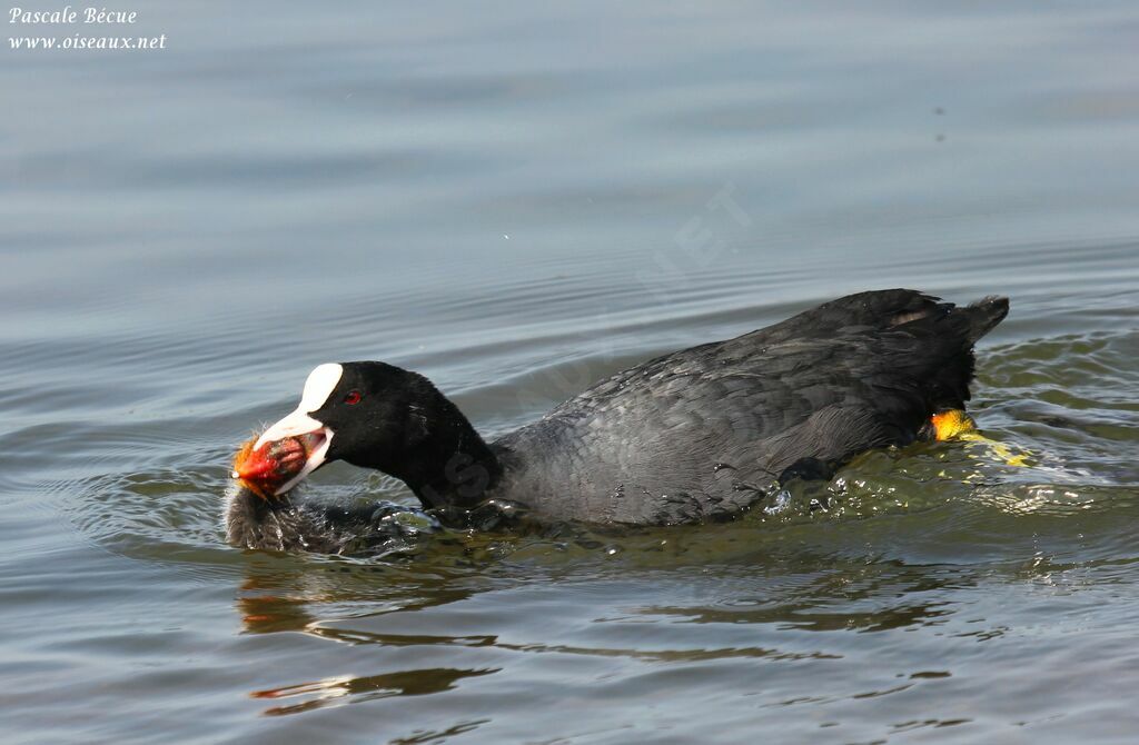 Eurasian Coot, Behaviour